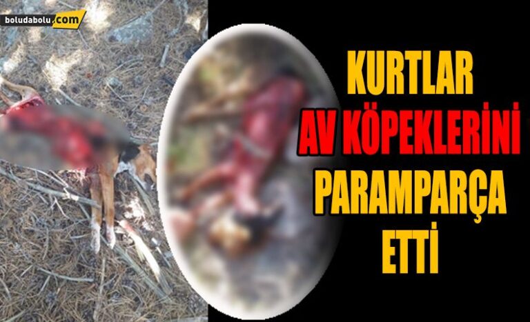 KURTLAR AVCILARIN KORKULU RÜYASI OLDU