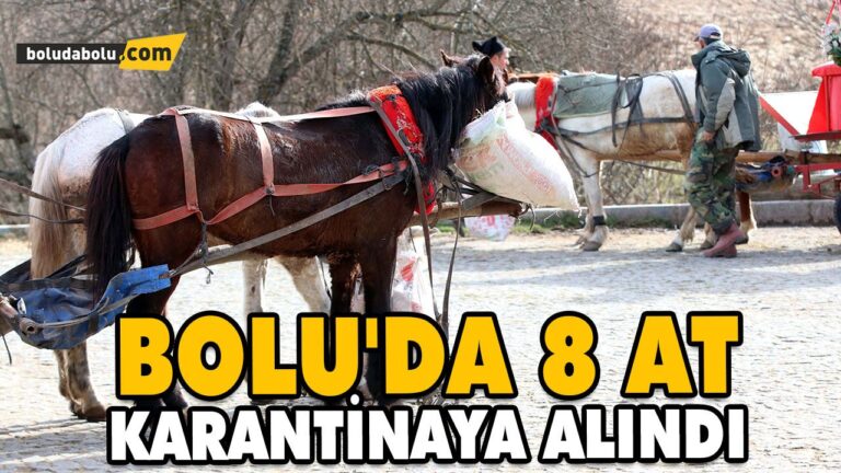 BOLU’DA 8 AT KARANTİNAYA ALINDI