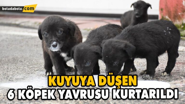 KUYUYA DÜŞEN 6 KÖPEK YAVRUSU KURTARILDI