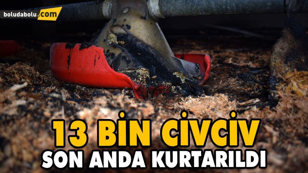 13 BİN CİVCİV SON ANDA KURTARILDI 13 BİN CİVCİV SON ANDA KURTARILDI