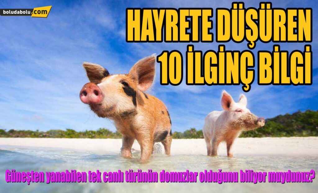 HAYRETE DÜŞÜREN 10 İLGİNÇ BİLGİ HAYRETE DÜŞÜREN 10 İLGİNÇ BİLGİ