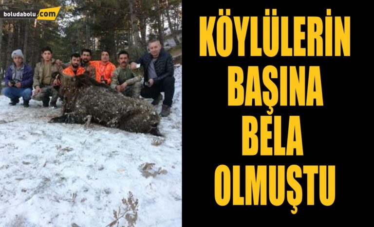 BOLULU AVCILAR DEV DOMUZU VURDULAR