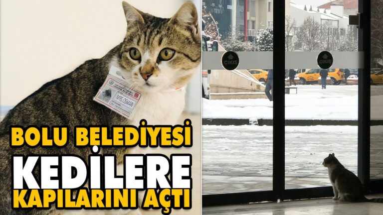 BOLU BELEDİYESİ KEDİLERE KAPILARINI AÇTI
