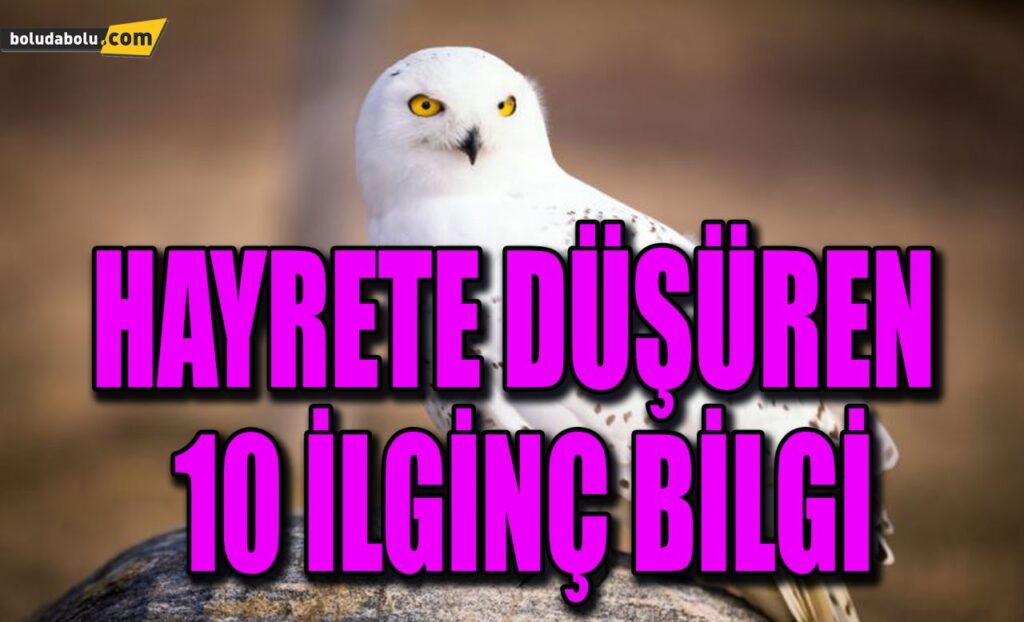 HAYRETE DÜŞÜREN 10 İLGİNÇ BİLGİ HAYRETE DÜŞÜREN 10 İLGİNÇ BİLGİ