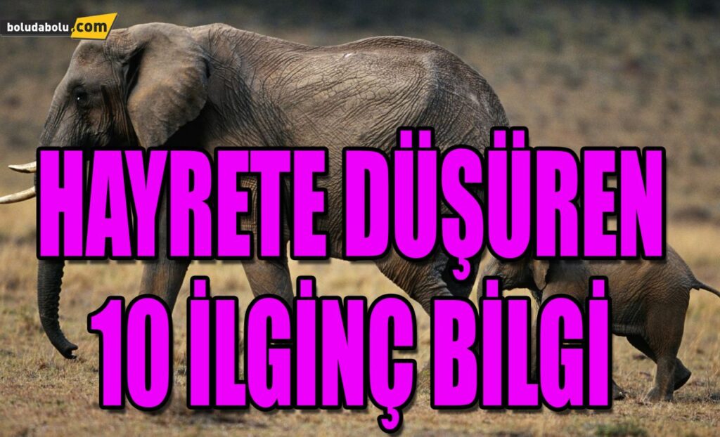 HAYRETE DÜŞÜREN 10 İLGİNÇ BİLGİ HAYRETE DÜŞÜREN 10 İLGİNÇ BİLGİ