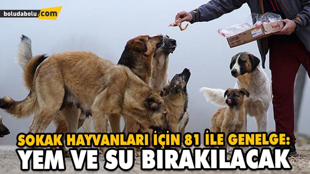 SOKAK HAYVANLARI İÇİN 81 İLE GENELGE: YEM VE SU BIRAKILACAK SOKAK HAYVANLARI İÇİN 81 İLE GENELGE: YEM VE SU BIRAKILACAK