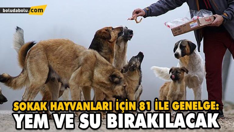 SOKAK HAYVANLARI İÇİN 81 İLE GENELGE: YEM VE SU BIRAKILACAK