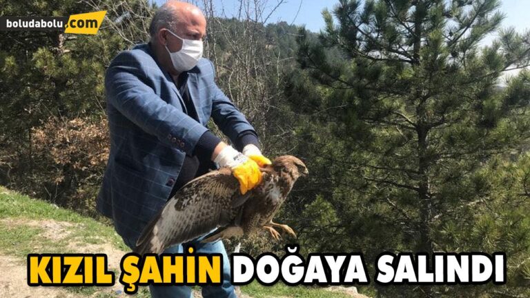 TEDAVİSİ TAMAMLANAN KIZIL ŞAHİN DOĞAYA SALINDI