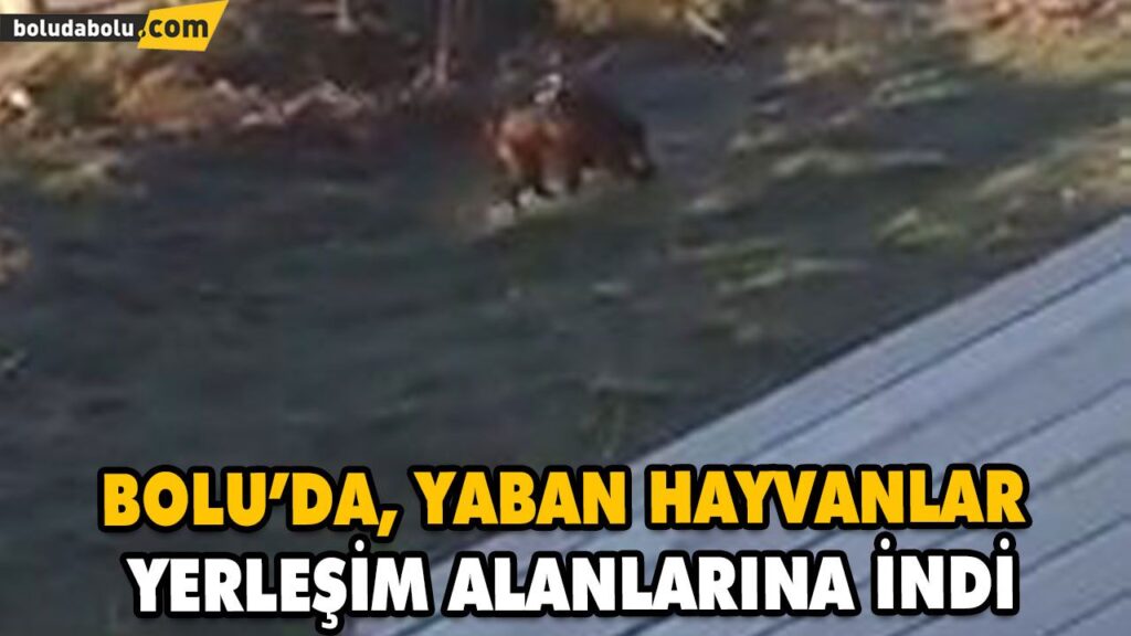BOLU’DA, YABAN HAYVANLARI YERLEŞİM ALANLARINA İNDİ BOLU’DA, YABAN HAYVANLARI YERLEŞİM ALANLARINA İNDİ
