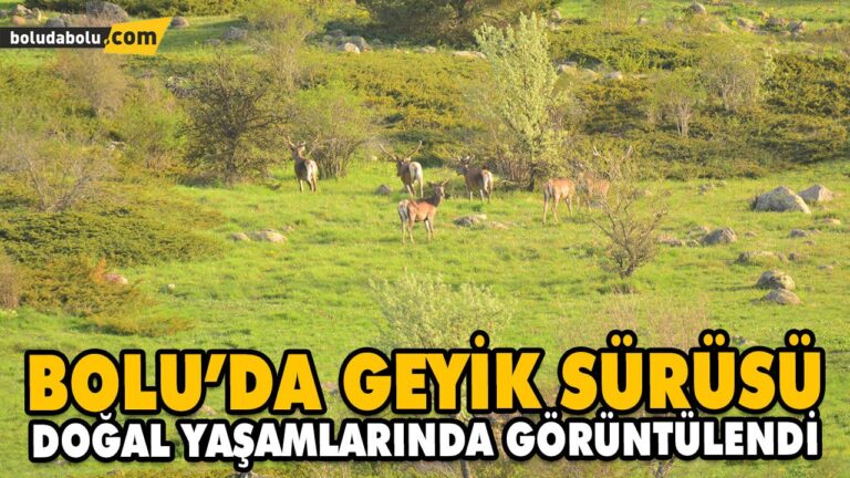BOLU’DA GEYİK SÜRÜSÜ DOĞAL YAŞAMLARINDA GÖRÜNTÜLENDİ