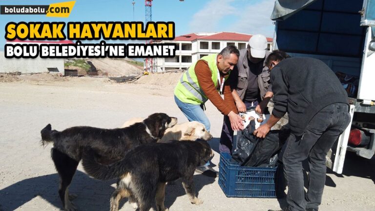 4 GÜNLÜK KISITLAMADA SOKAK HAYVANLARI BOLU BELEDİYESİ’NE EMANET