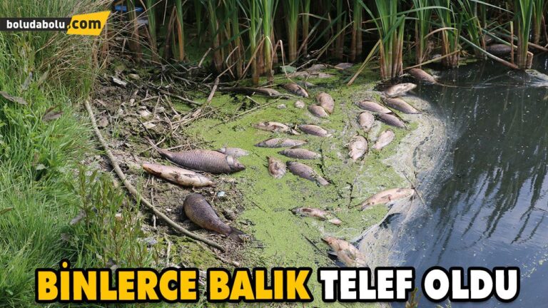 GÖYNÜK’TE BARAJ GÖLÜNDEKİ TOPLU BALIK ÖLÜMLERİNE İLİŞKİN İNCELEME