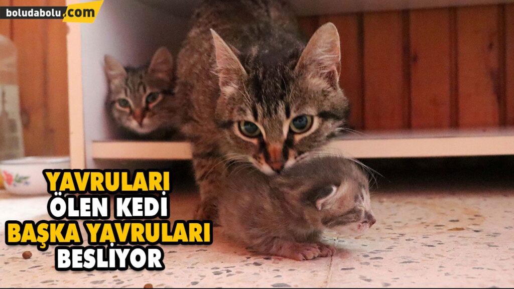 BOLU’DA YAVRULARI ÖLEN KEDİ BAŞKA YAVRULARI BESLİYOR BOLU’DA YAVRULARI ÖLEN KEDİ BAŞKA YAVRULARI BESLİYOR