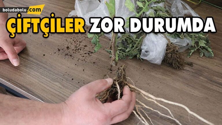 KÖK BOĞAZ ÇÜRÜKLÜĞÜ HASTALIĞI BİNLERCE DÖNÜMLÜK TARIM ARAZİSİNE ZARAR VERDİ