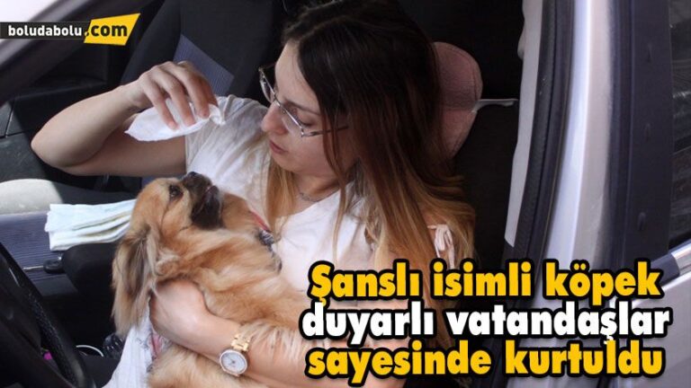 Şanslı isimli köpek, duyarlı vatandaşlar sayesinde kurtuldu