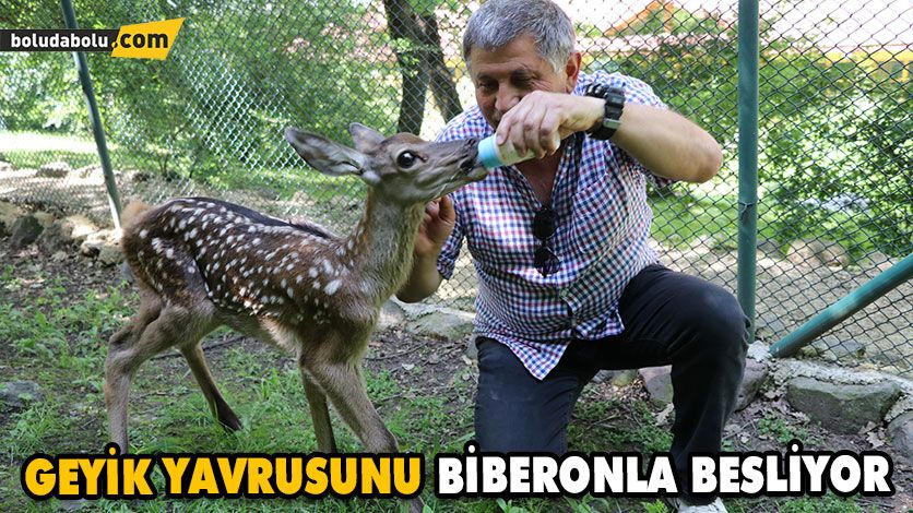 Geyik Yavrusunu Her Gün Biberonla Süt Vererek Doyuruyor Geyik Yavrusunu Her Gün Biberonla Süt Vererek Doyuruyor