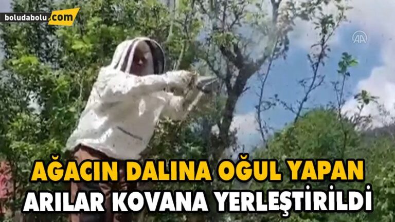 AĞACIN DALINA OĞUL YAPAN ARILAR KOVANA YERLEŞTİRİLDİ