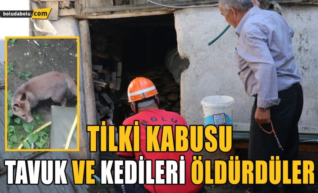 Bolu’da, girdikleri odunlukta doğum yapan tilkiler tavuk ve kedileri öldürdü Bolu’da, girdikleri odunlukta doğum yapan tilkiler tavuk ve kedileri öldürdü