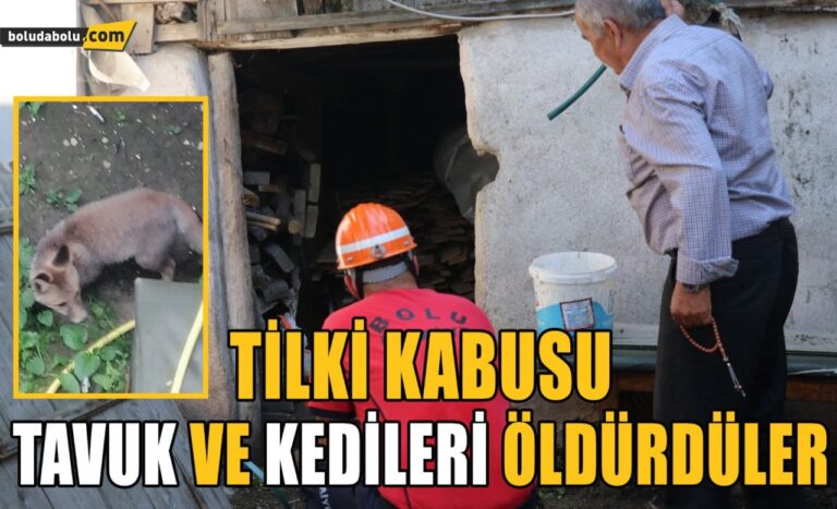 Bolu’da, girdikleri odunlukta doğum yapan tilkiler tavuk ve kedileri öldürdü