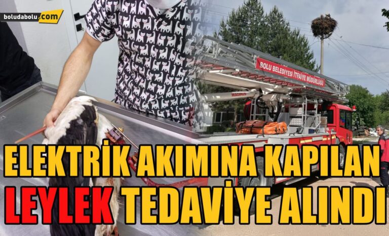 Elektrik akımına kapılan leylek tedavi altına alındı