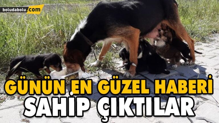 Başıboş köpek ve 7 yavrusuna ilçe sakinleri sahip çıktı