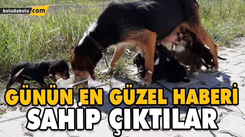 Başıboş köpek ve 7 yavrusuna ilçe sakinleri sahip çıktı Başıboş köpek ve 7 yavrusuna ilçe sakinleri sahip çıktı