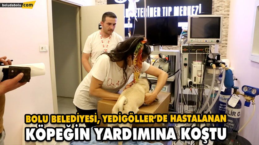 Bolu Belediyesi, Yedigöller’de hastalanan köpeğin yardımına koştu Bolu Belediyesi, Yedigöller’de hastalanan köpeğin yardımına koştu