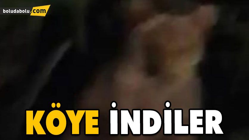 Aç Kalan Ayılar Köylere Kadar İndi
