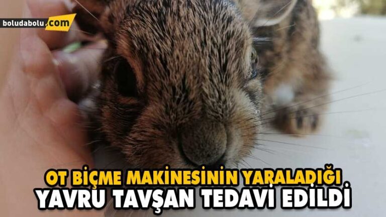 OT BİÇME MAKİNESİNİN YARALADIĞI YAVRU TAVŞAN TEDAVİ EDİLDİ
