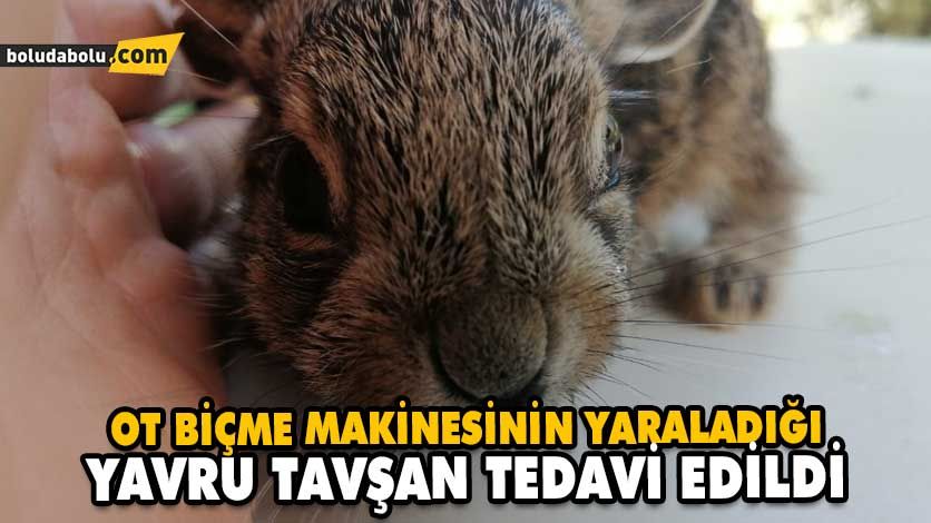 OT BİÇME MAKİNESİNİN YARALADIĞI YAVRU TAVŞAN TEDAVİ EDİLDİ OT BİÇME MAKİNESİNİN YARALADIĞI YAVRU TAVŞAN TEDAVİ EDİLDİ