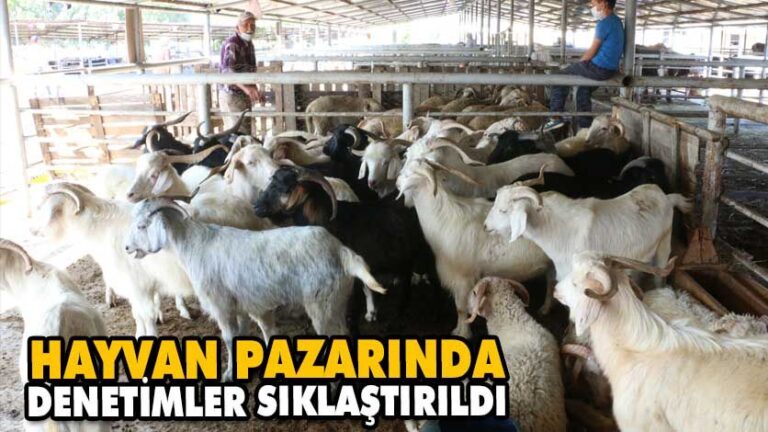 HAYVAN PAZARINDA DENETİMLER SIKLAŞTIRILDI