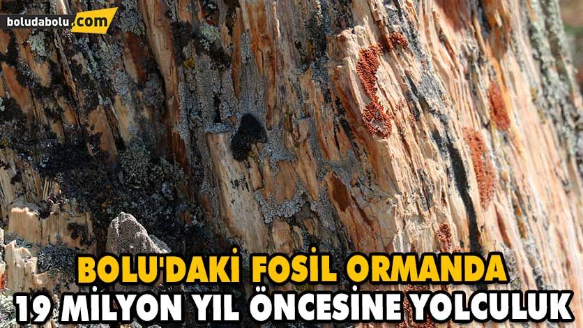 BOLU’DAKİ FOSİL ORMANDA 19 MİLYON YIL ÖNCESİNE YOLCULUK BOLU’DAKİ FOSİL ORMANDA 19 MİLYON YIL ÖNCESİNE YOLCULUK
