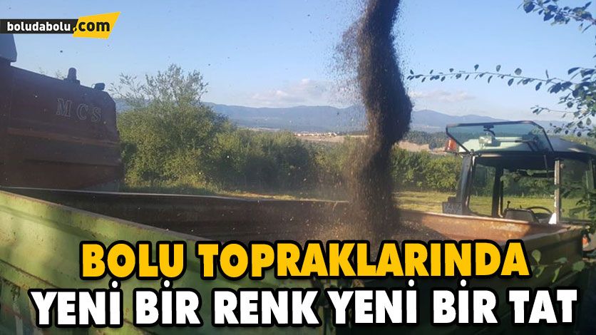 BOLU TOPRAKLARINDA YENİ BİR RENK YENİ BİR TAT BOLU TOPRAKLARINDA YENİ BİR RENK YENİ BİR TAT