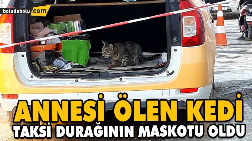 ANNESİ ÖLEN KEDİ TAKSİ DURAĞININ MASKOTU OLDU ANNESİ ÖLEN KEDİ TAKSİ DURAĞININ MASKOTU OLDU