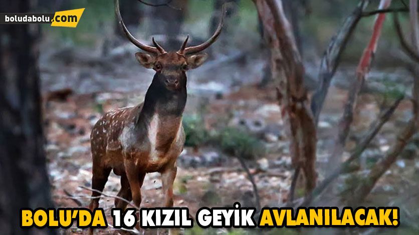 AV TURİZMİ KAPSAMINDA ‘KOTALAR’ BELLİ OLDU AV TURİZMİ KAPSAMINDA ‘KOTALAR’ BELLİ OLDU