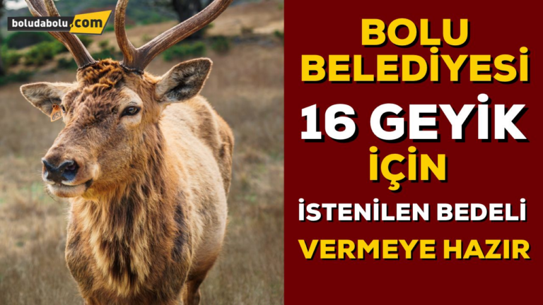 Belediye geyiklere sahip çıkıyor