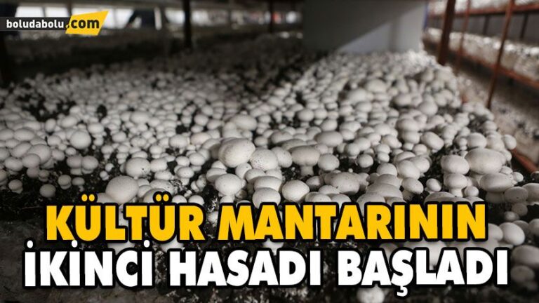KÜLTÜR MANTARININ İKİNCİ HASADI BAŞLADI