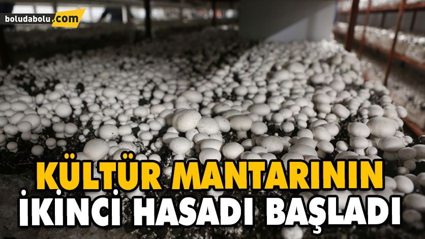 KÜLTÜR MANTARININ İKİNCİ HASADI BAŞLADI KÜLTÜR MANTARININ İKİNCİ HASADI BAŞLADI