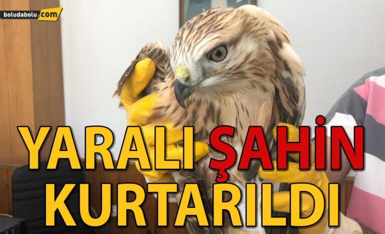YARALI ŞAHİN KURTARILDI