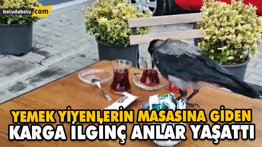 KARGANIN MASADAKİ YEMEKLERDEN AYRILMAMASI CEP TELEFONUYLA GÖRÜNTÜLENDİ KARGANIN MASADAKİ YEMEKLERDEN AYRILMAMASI CEP TELEFONUYLA GÖRÜNTÜLENDİ