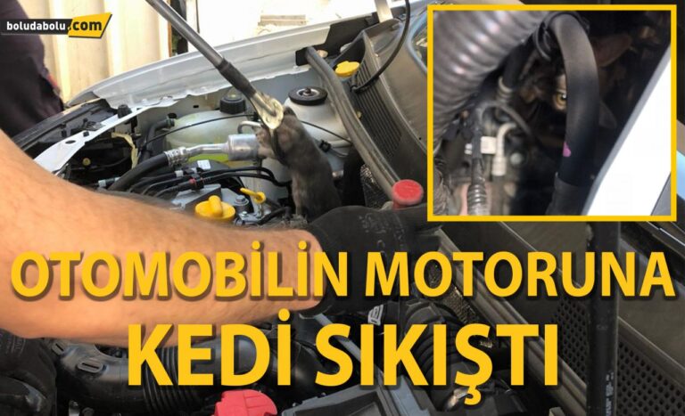 OTOMOBİLİN MOTORUNA KEDİ SIKIŞTI