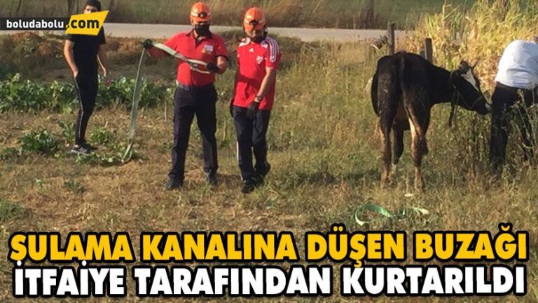 SULAMA KANALINA DÜŞEN BUZAĞI İTFAİYE TARAFINDAN KURTARILDI