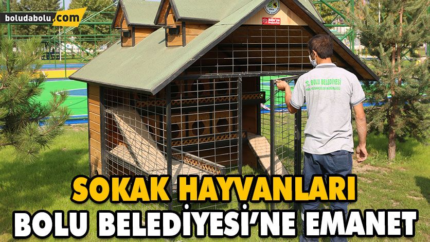 SOKAK HAYVANLARI BOLU BELEDİYESİ’NE EMANET SOKAK HAYVANLARI BOLU BELEDİYESİ’NE EMANET