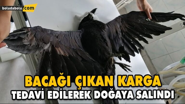 BACAĞI ÇIKAN KARGA, TEDAVİ EDİLEREK DOĞAYA SALINDI