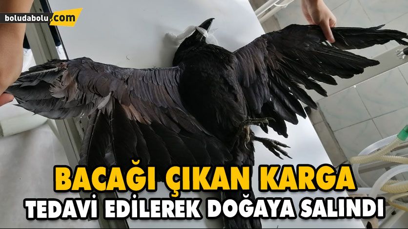 BACAĞI ÇIKAN KARGA, TEDAVİ EDİLEREK DOĞAYA SALINDI BACAĞI ÇIKAN KARGA, TEDAVİ EDİLEREK DOĞAYA SALINDI