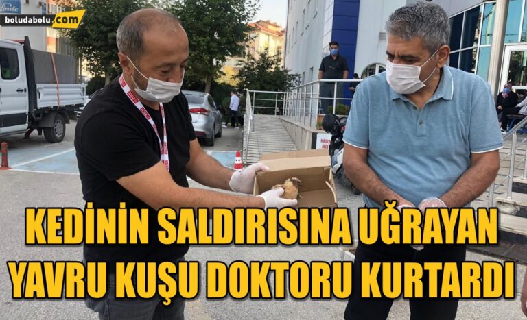 Kedinin saldırısına uğrayan yavru kuşu doktoru kurtardı
