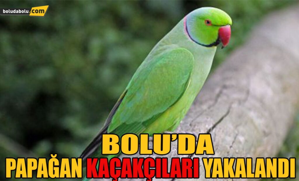Bolu’da papağan kaçakçıları yakalandı