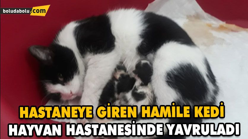 HASTANEYE GİREN HAMİLE KEDİ GÖTÜRÜLDÜĞÜ HAYVAN HASTANESİNDE YAVRULADI HASTANEYE GİREN HAMİLE KEDİ GÖTÜRÜLDÜĞÜ HAYVAN HASTANESİNDE YAVRULADI