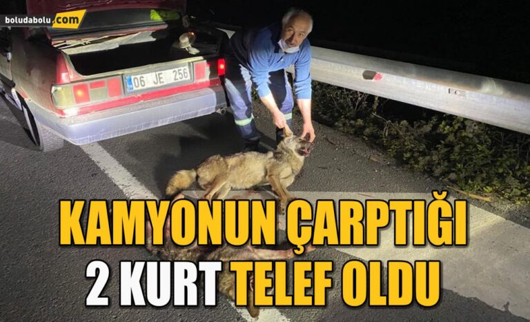 Bolu’da kamyonun çarptığı 2 kurt telef oldu