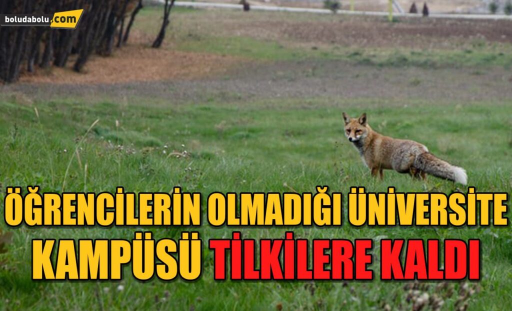 Öğrencilerin olmadığı üniversite kampüsü tilkilere kaldı Öğrencilerin olmadığı üniversite kampüsü tilkilere kaldı